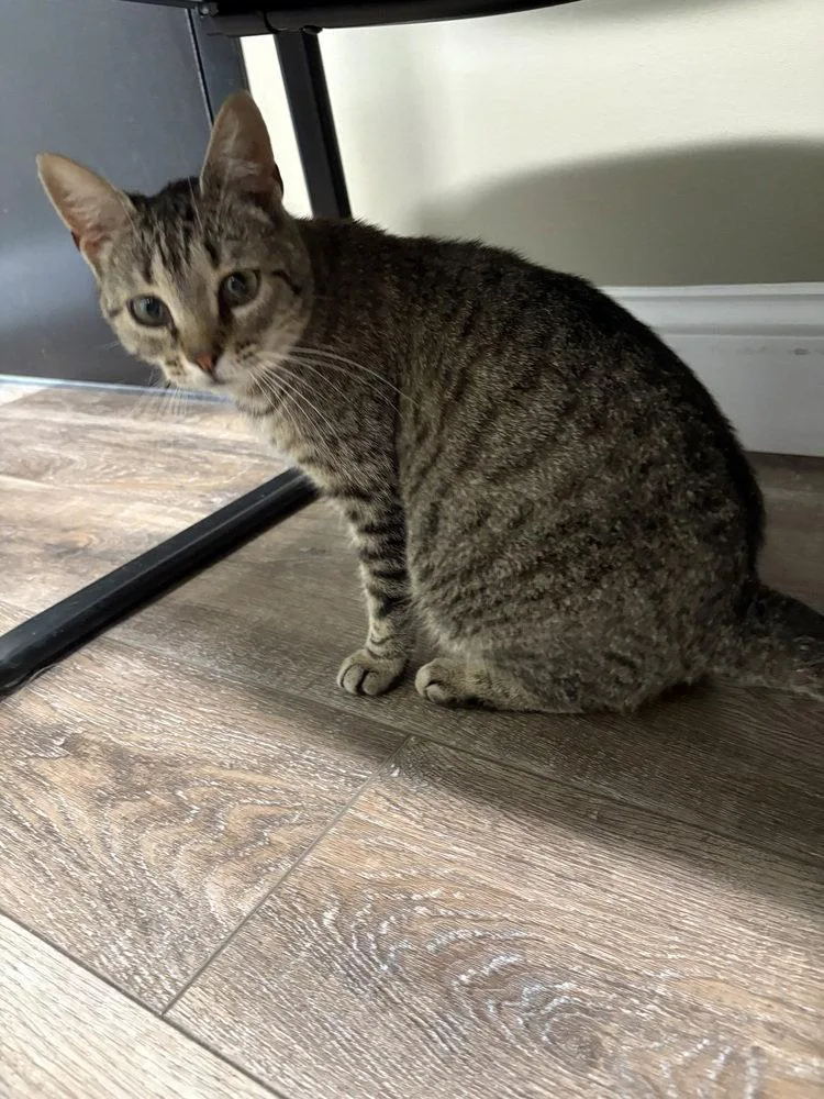 An adult medium-sized female Domestic Short Hair cat named Lylla for adoption in O'Fallon, MO