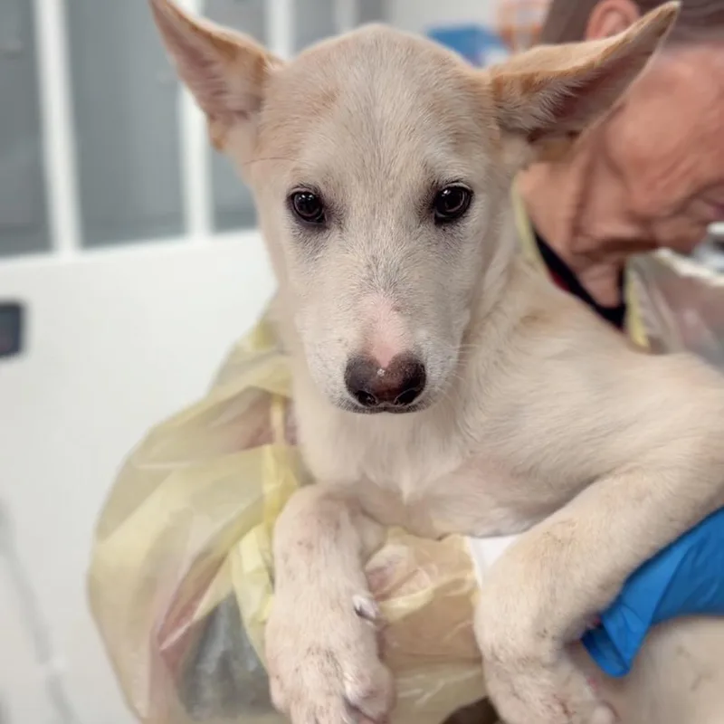 A baby small-sized male Yellow / Tan / Blond / Fawn Shepherd dog named Orson for adoption in Briarcliff Manor, NY