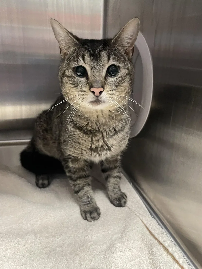 A young medium-sized male Tabby cat named Possum for adoption in Georgetown, KY