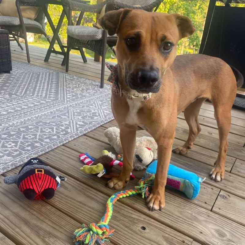 An adult medium-sized female Brown / Chocolate Mixed Breed dog named Sasha for adoption in Fredericksburg, VA
