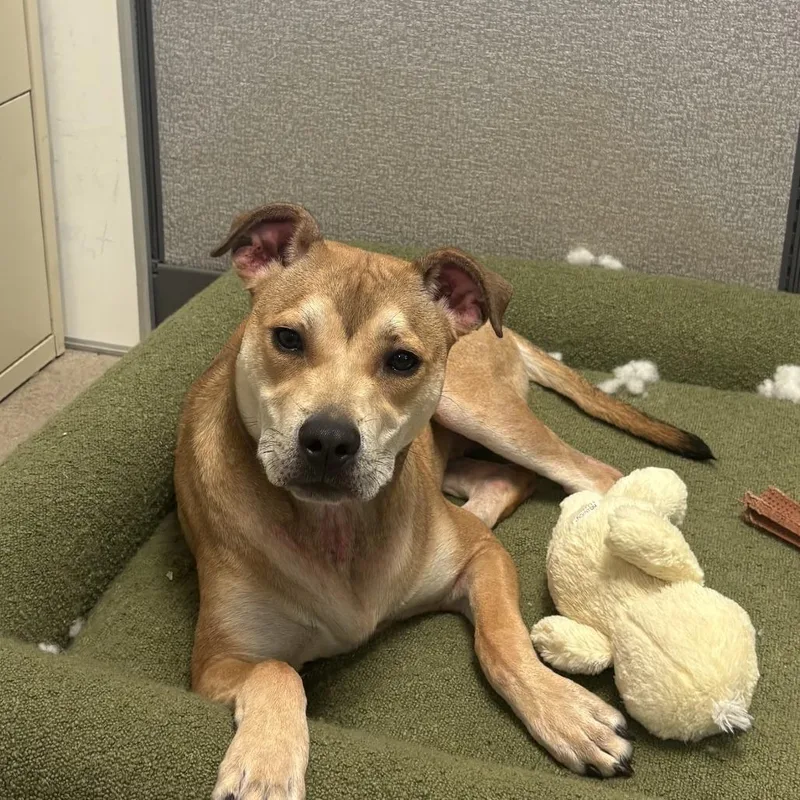 A young medium-sized male Yellow / Tan / Blond / Fawn Pit Bull Terrier dog named Ross for adoption in South Elgin, IL