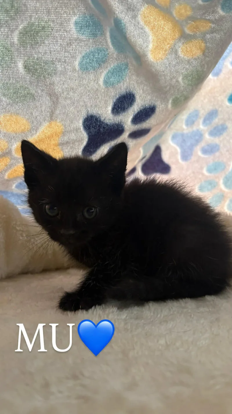 A baby small-sized male Black Domestic Short Hair cat named Mu Grace for adoption in Saunderstown, RI