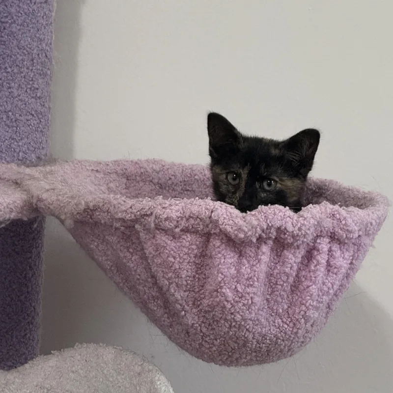 A baby medium-sized female Black Tortoiseshell cat named Toad for adoption in Midvale, UT