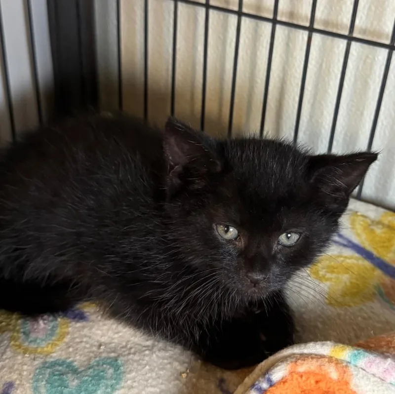 A baby medium-sized male Domestic Short Hair cat named Purcee for adoption in Saginaw, MI