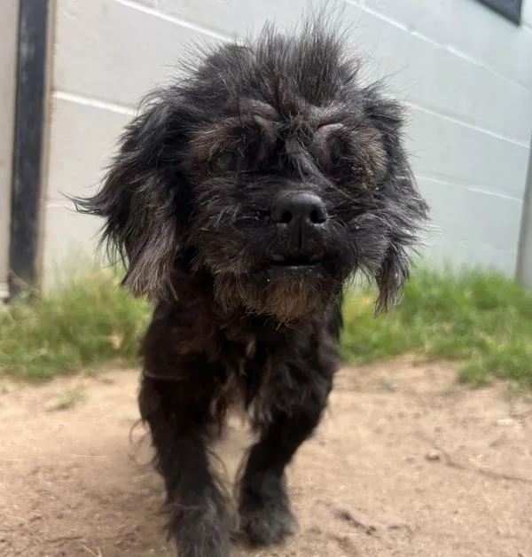 A senior small-sized female Shih Tzu dog named Wanda for adoption in El Cajon, CA