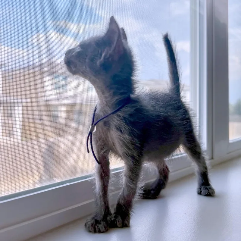 A baby small-sized male Gray / Blue / Silver Domestic Short Hair cat named Razzamatazz for adoption in Austin, TX