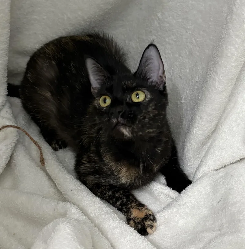 Penny