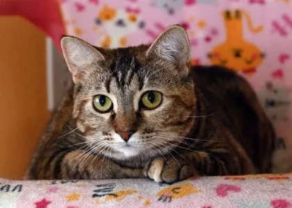 An adult large-sized female Domestic Short Hair cat named Luna for adoption in Baton Rouge, LA