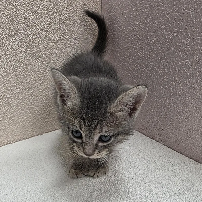 A baby small-sized female Gray / Blue / Silver Domestic Short Hair cat named Sandy for adoption in Jupiter, FL