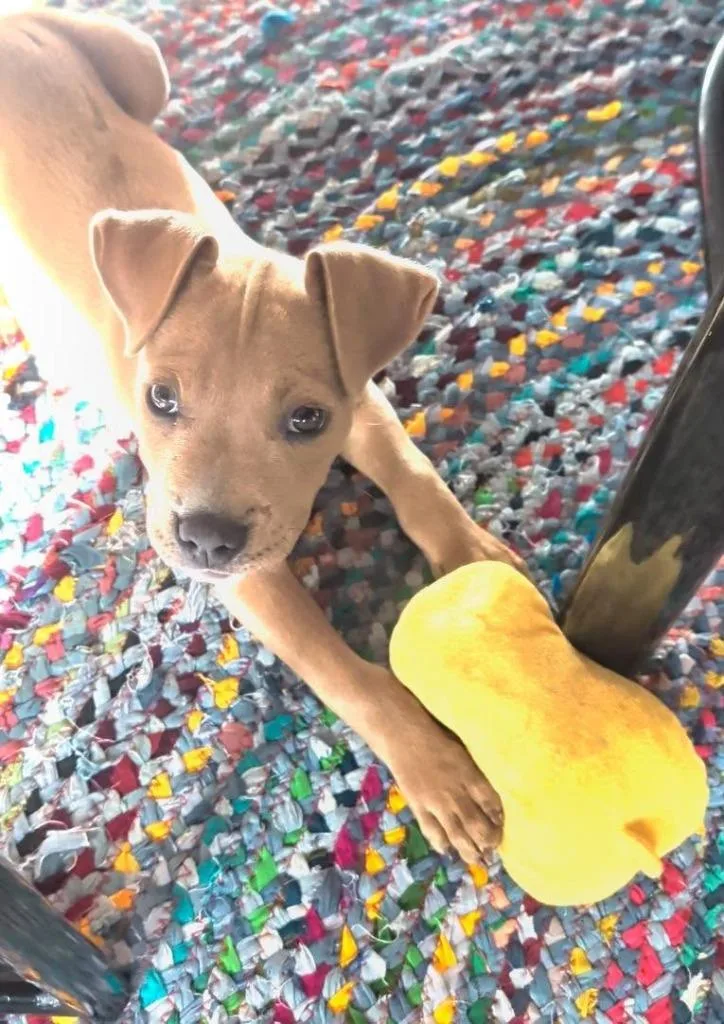 A baby medium-sized male Mixed Breed dog named Cashew for adoption in Raleigh, NC