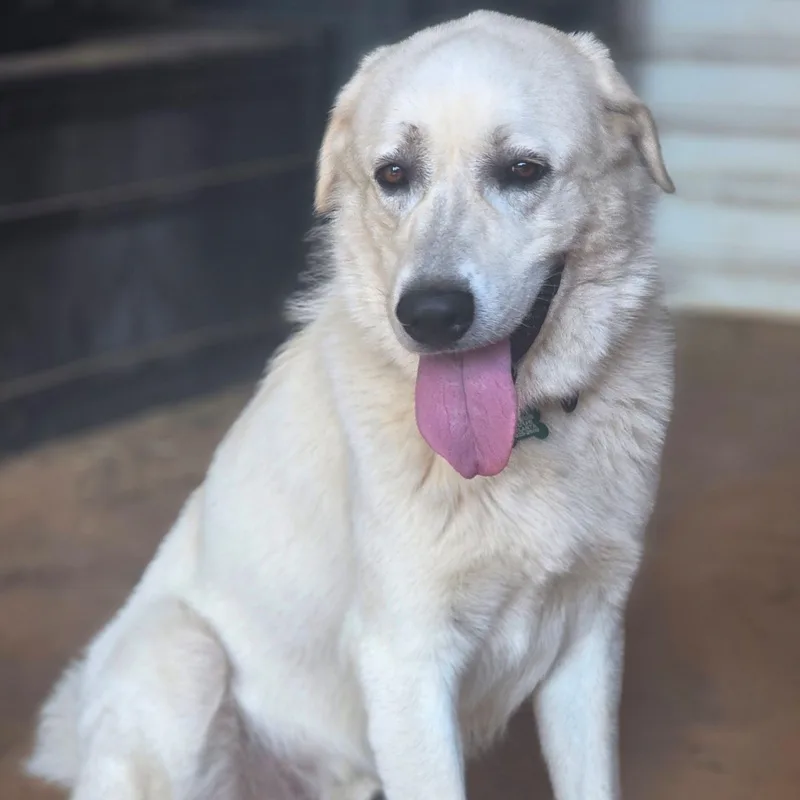An adult large-sized male Great Pyrenees dog named Ringo Starr II for adoption in Atlanta, GA