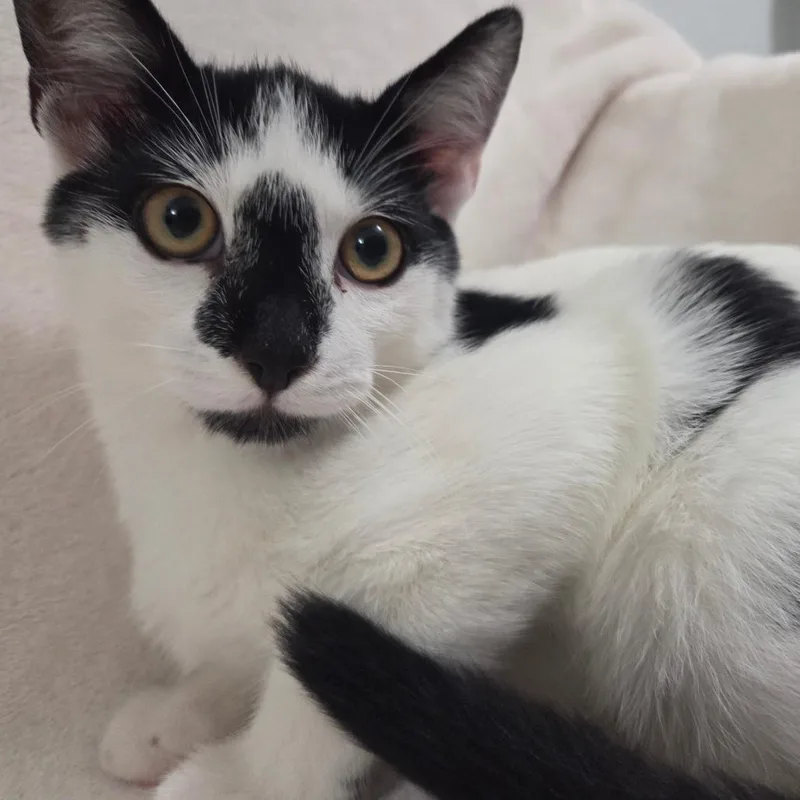 A baby small-sized male Black Domestic Short Hair cat named Mulder for adoption in Brea, CA