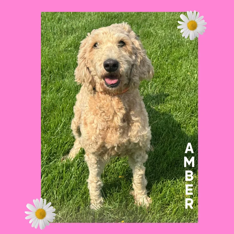 Amber thumbnail 3
