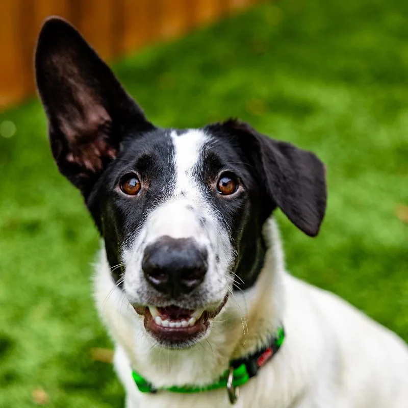 A young medium-sized female Cattle Dog dog named Precious for adoption in Naperville, IL