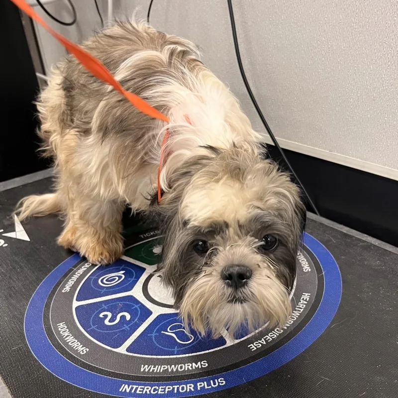 A young small-sized male White / Cream Shih Tzu dog named Daus for adoption in Tampa, FL