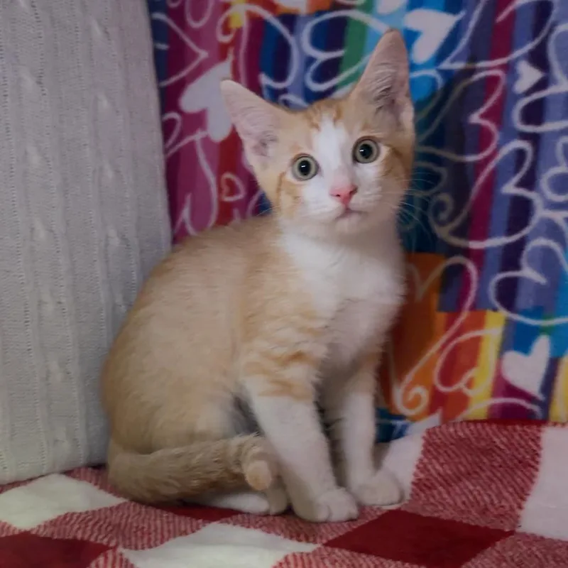 A baby small-sized male Orange / Red Domestic Short Hair cat named Felix for adoption in Naples, FL