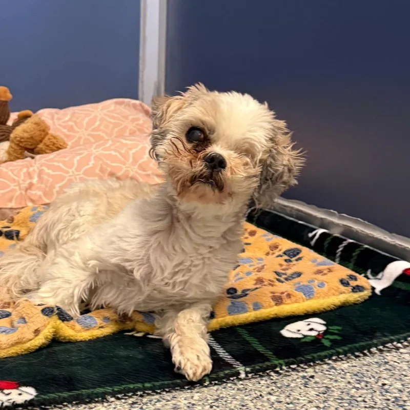 A senior small-sized male Shih Tzu dog named Charlie for adoption in Great Falls, MT