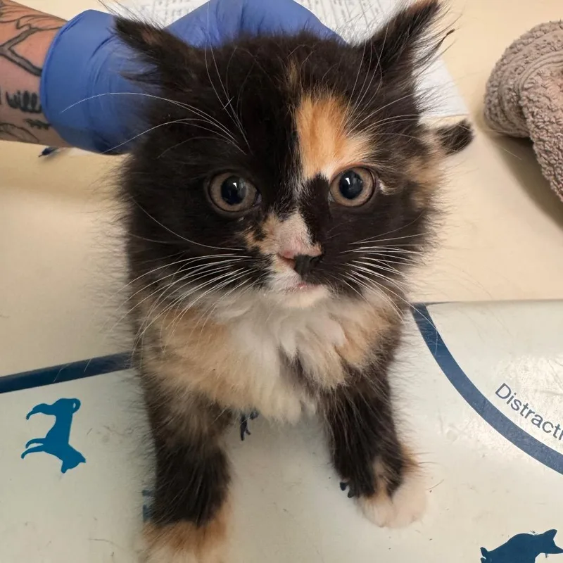 Figgy