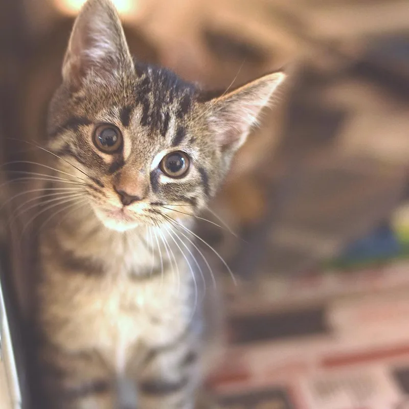 A baby small-sized female Brown / Chocolate Domestic Short Hair cat named Jade for adoption in Belleville, IL