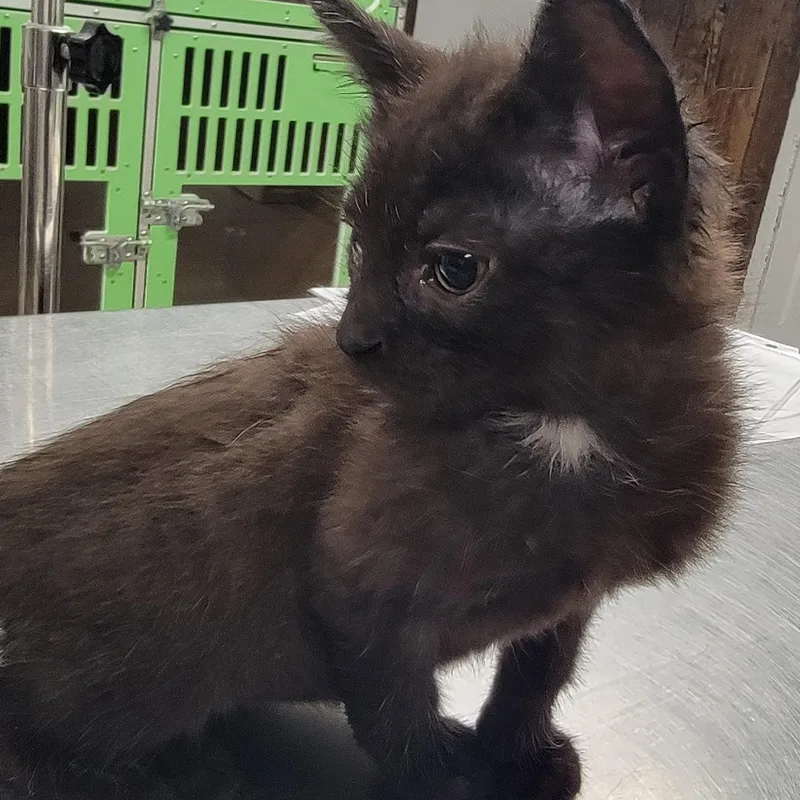 A young medium-sized male Domestic Medium Hair cat named Brian for adoption in Salem, OH