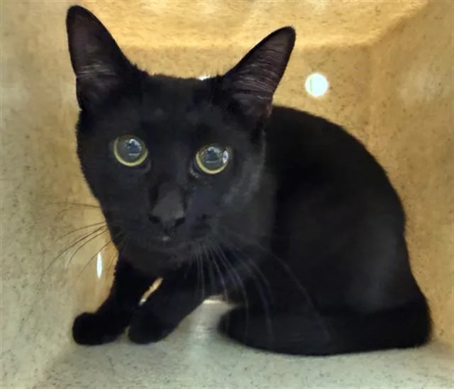 A young small-sized female Domestic Short Hair cat named Hope for adoption in Lancaster, CA