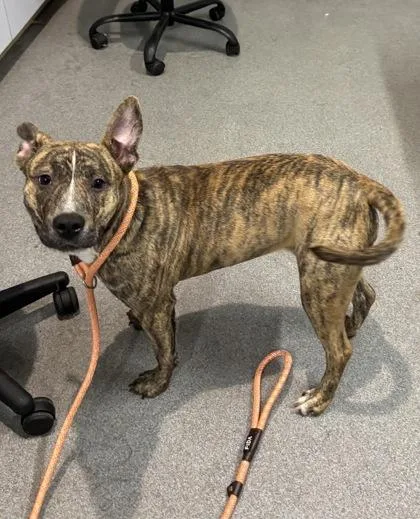 An adult medium-sized female Mixed Breed dog named Dharma for adoption in West Chester, PA