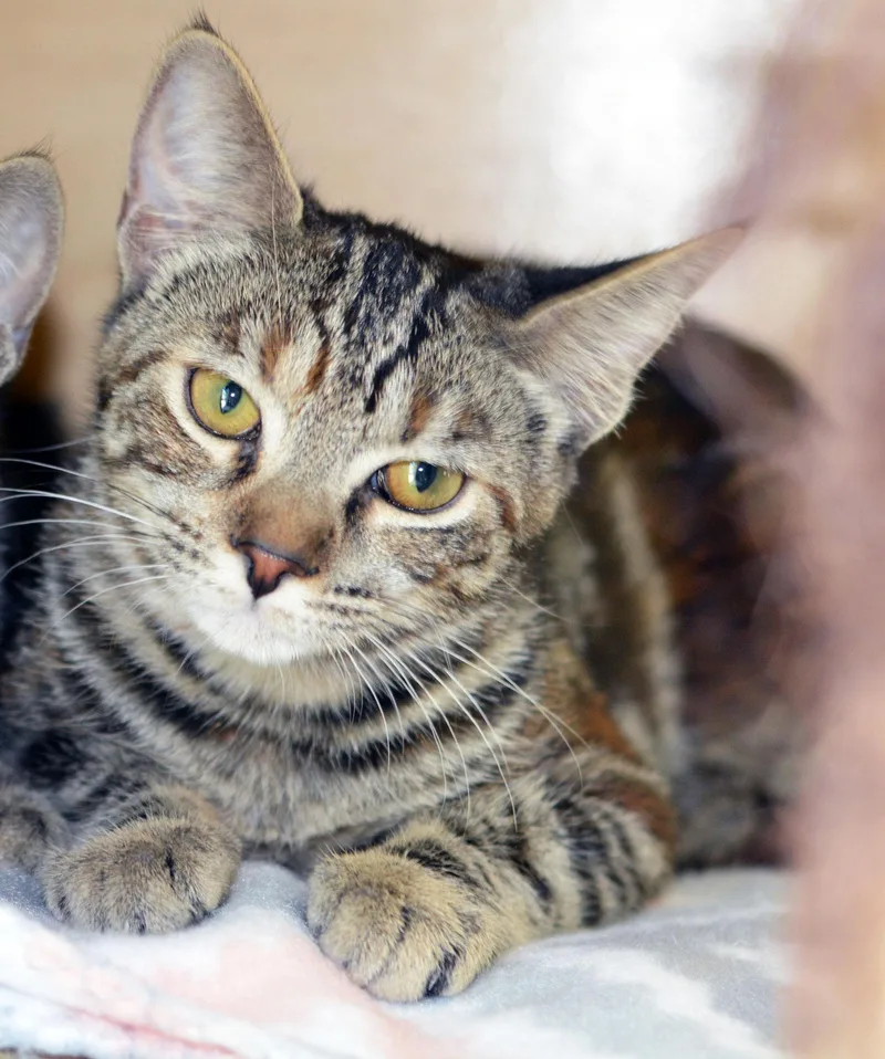A young medium-sized female Tabby cat named Schmoopsie Poo for adoption in San Clemente, CA