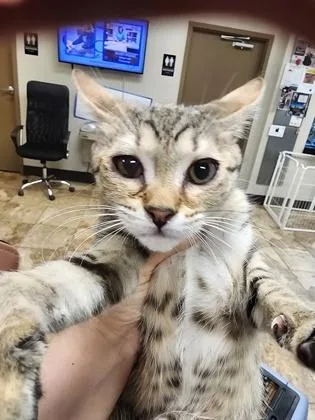 A baby small-sized female Domestic Short Hair cat named Zantana $ for adoption in Seneca, SC