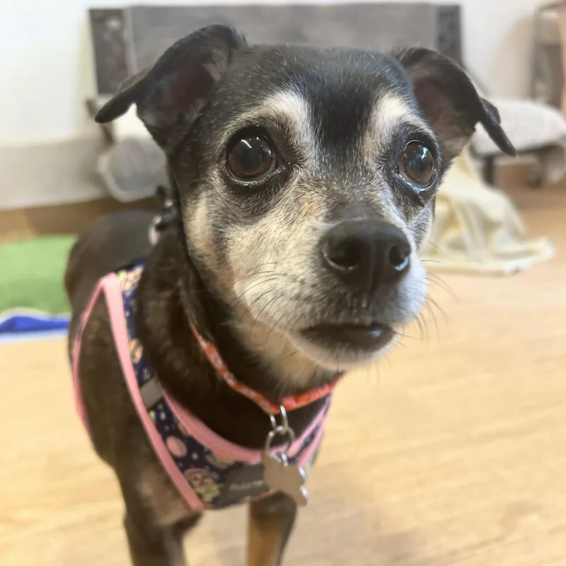 Laura Muller thumbnail 2