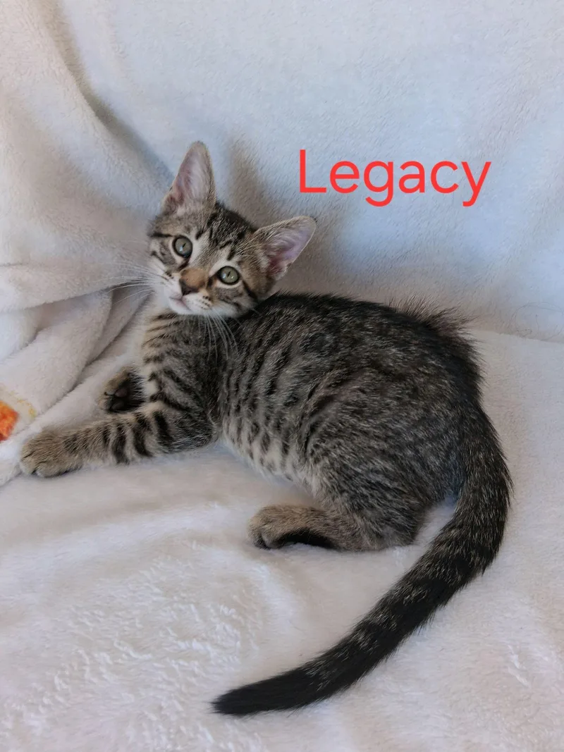 Legacy