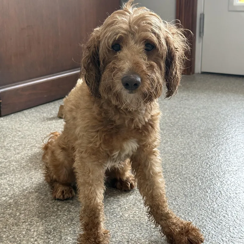A young small-sized female Yellow / Tan / Blond / Fawn Mixed Breed dog named Lamb for adoption in Latrobe, PA