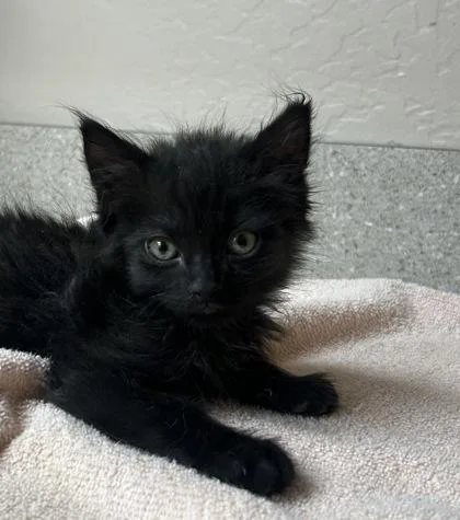 A young small-sized male Domestic Short Hair cat named Zac for adoption in Phoenix, AZ