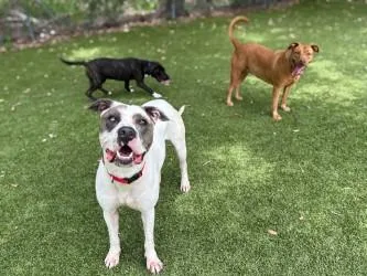 An adult large-sized male Boxer dog named Alto for adoption in Gainesville, FL