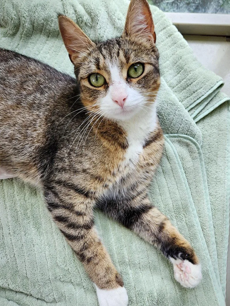 An adult medium-sized female Domestic Short Hair cat named Sriracha for adoption in Rochester, NY