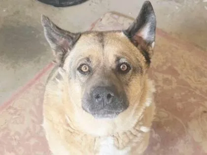 An adult extra large-sized male German Shepherd Dog dog named Whiskey for adoption in El Paso, TX