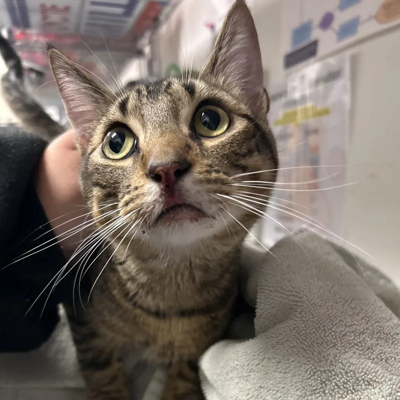 An adult large-sized male Brown / Chocolate Domestic Short Hair cat named France for adoption in League City, TX
