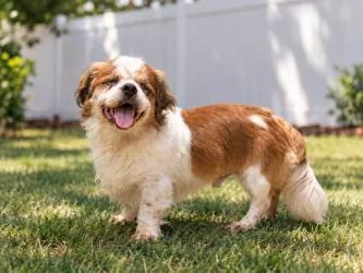 An adult small-sized male Mixed Breed dog named Bruiser for adoption in Savannah, GA
