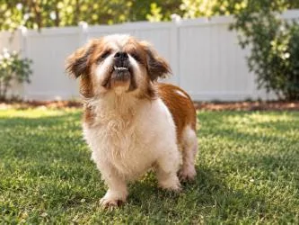 Bruiser thumbnail 2