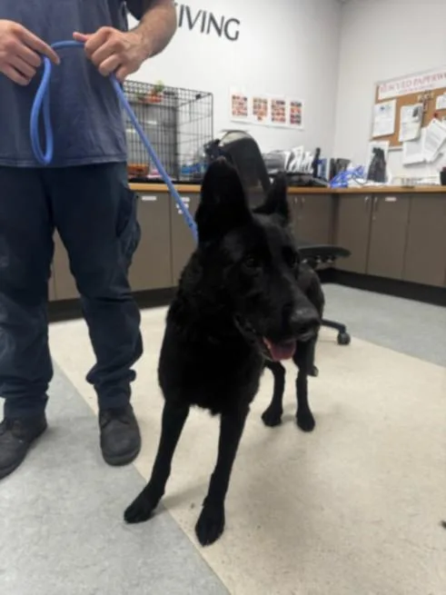 An adult medium-sized female German Shepherd Dog dog named Hinata for adoption in Van Nuys, CA