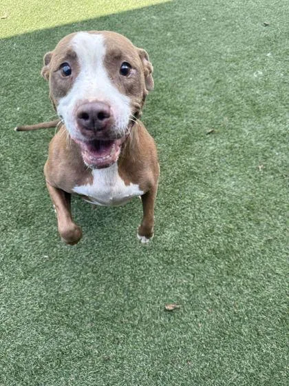 An adult large-sized female Mixed Breed dog named Cardi for adoption in Lafayette, IN
