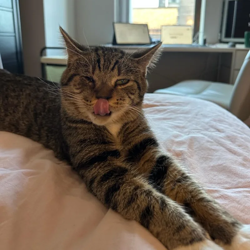 An adult medium-sized male Brown / Chocolate Domestic Short Hair cat named David Bowie for adoption in Evanston, IL