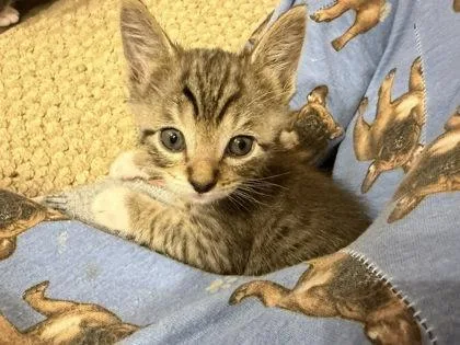 A baby small-sized male Domestic Short Hair cat named Christopher Robin for adoption in Bellevue, WA