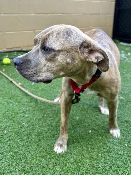 An adult medium-sized female Mixed Breed dog named Chai for adoption in West Chester, PA