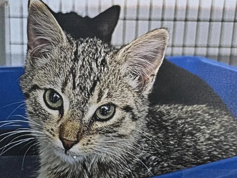 A baby small-sized female Gray / Blue / Silver Domestic Short Hair cat named Pigeon for adoption in Fort Madison, IA