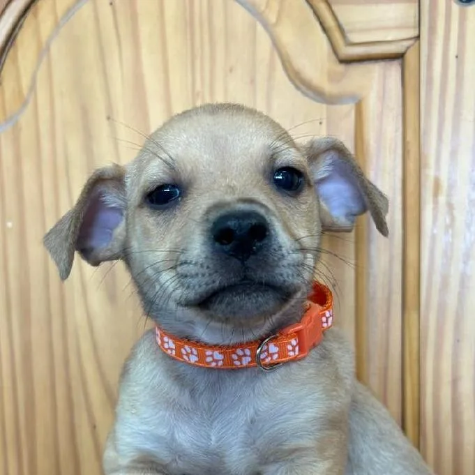 A baby small-sized male Yellow / Tan / Blond / Fawn Chihuahua dog named Ferb for adoption in Phoenix, AZ