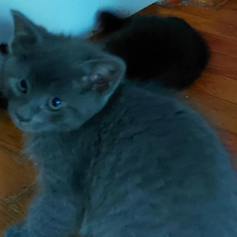 A baby small-sized male Gray / Blue / Silver Domestic Short Hair cat named Possum for adoption in Springfield, IL