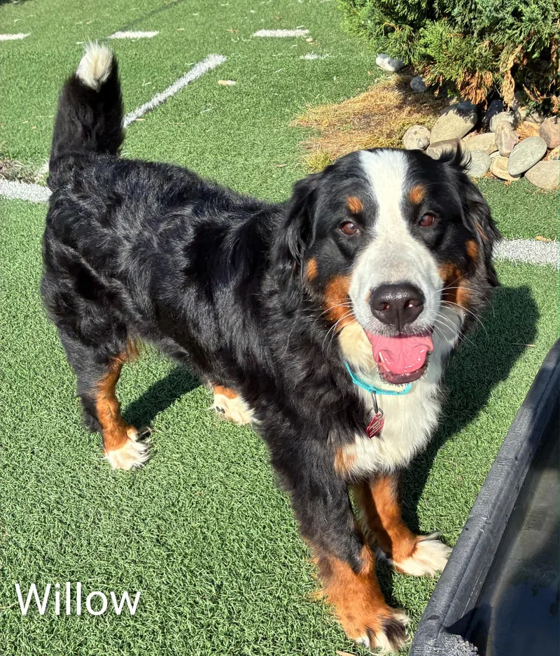 An adult large-sized female Tricolor (Brown, Black, & White) Bernese Mountain Dog dog named Willow for adoption in Fredericksburg, VA