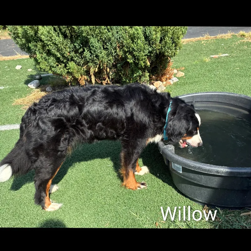 Willow thumbnail 2