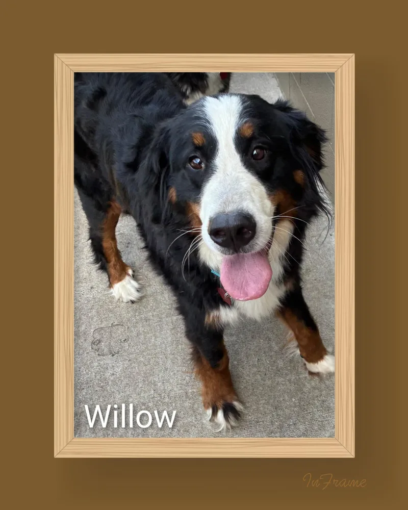 Willow thumbnail 3