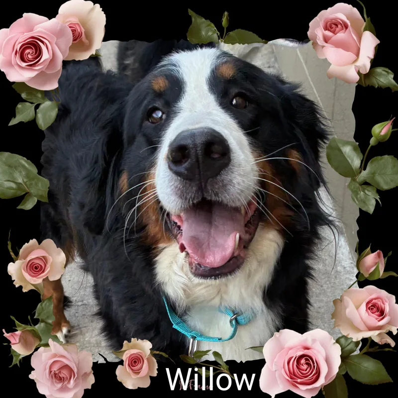 Willow thumbnail 5